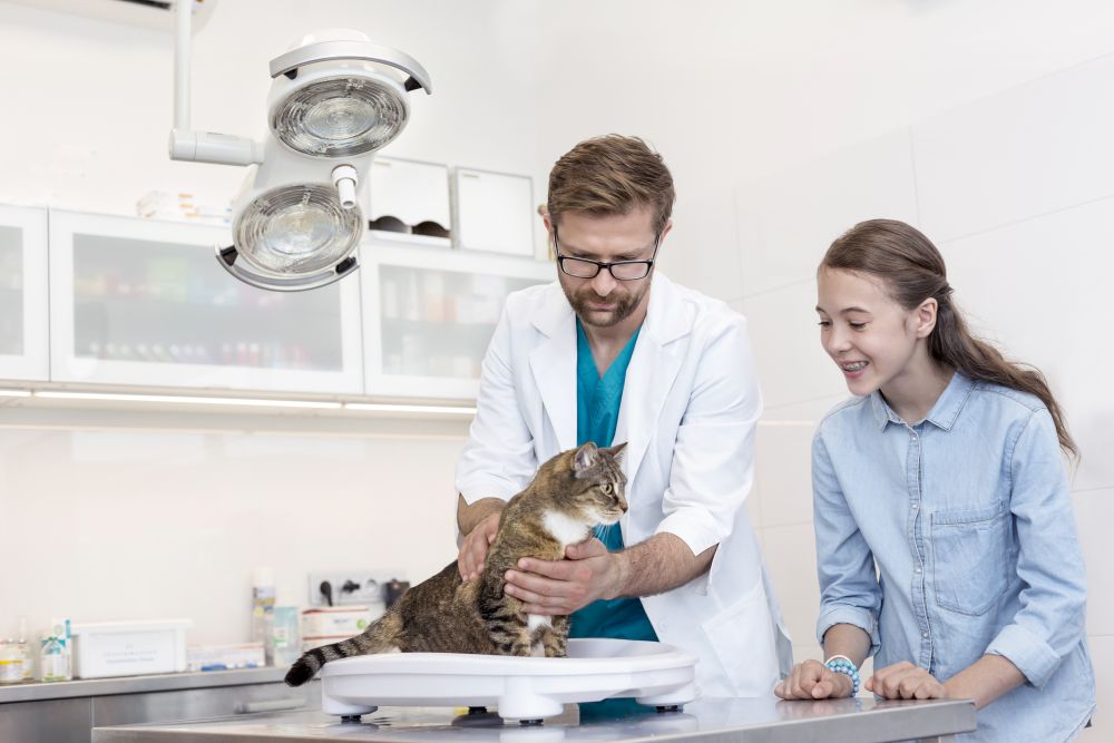 Girl standing by doctor checking at cat on table in veterinary clinic