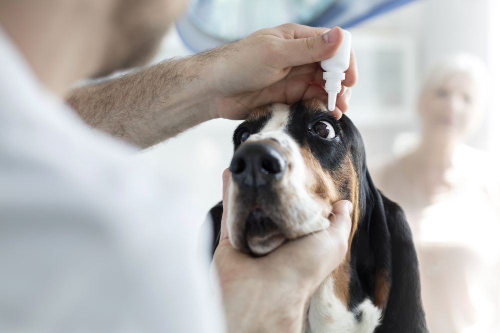 Closeup of doctor pouring eyedrops in dog&rsquo;s eye at veterinary clinic