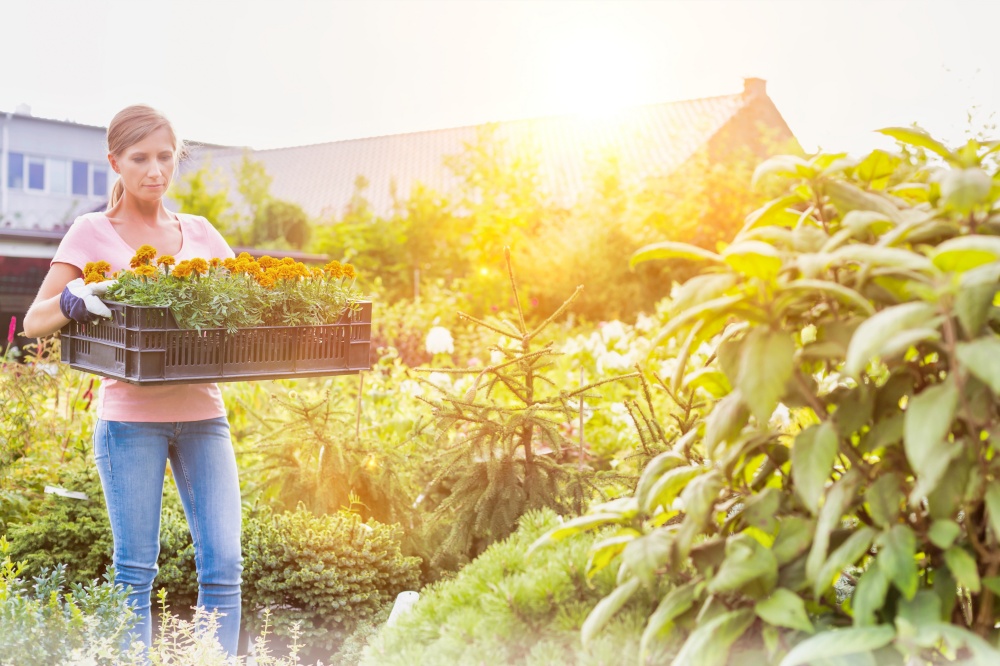 Portrait of mature gardener carrying flowers on crate with lens flare in background