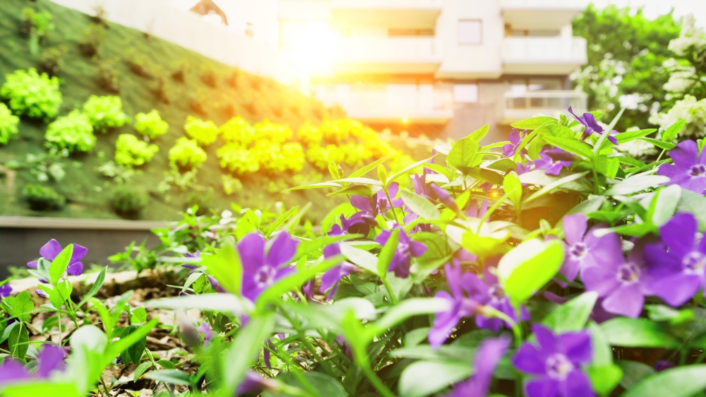 Photo of flowers growing in the garden with lens flare in background
