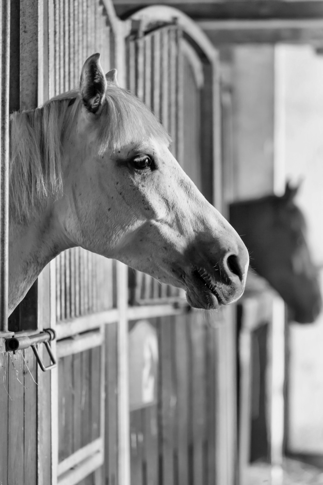 Black and white photo of horse on barn