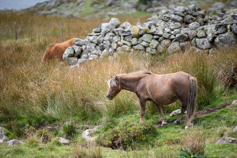 Beautiful image of wild pony in Snowdonia landscape in Autumn
