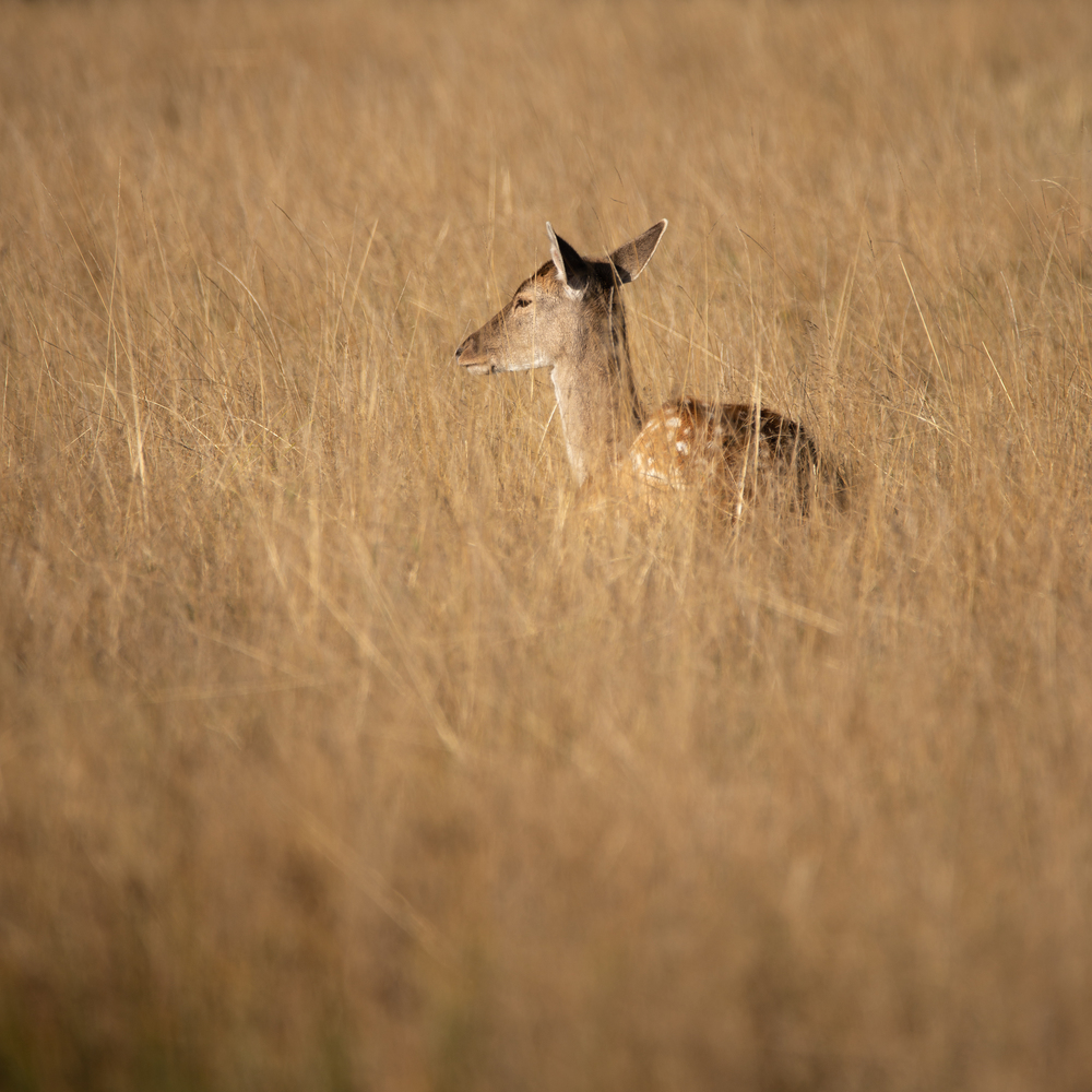 Beautiful image of Fallow Deer Dama Dama in Autumn field and woodland landscape setting