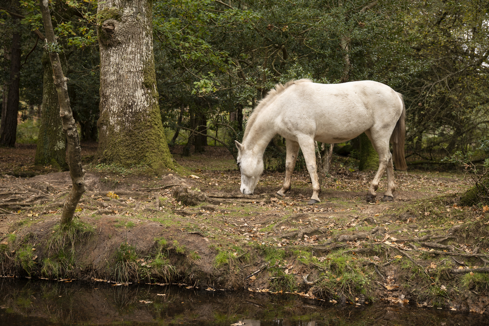 Beautiful New Forest pony in Autumn woodland landscape with vibrant Fall color all around