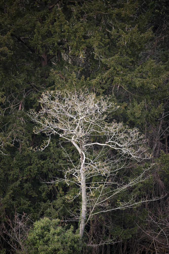 Stark white dead tree in Autumn Fall forest landscape