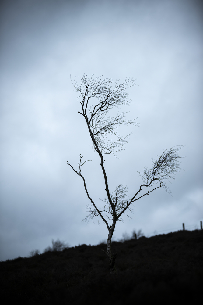 Beautiful moody Winter landscape image of skeletal trees in Peak District in England against dramatic dark sky