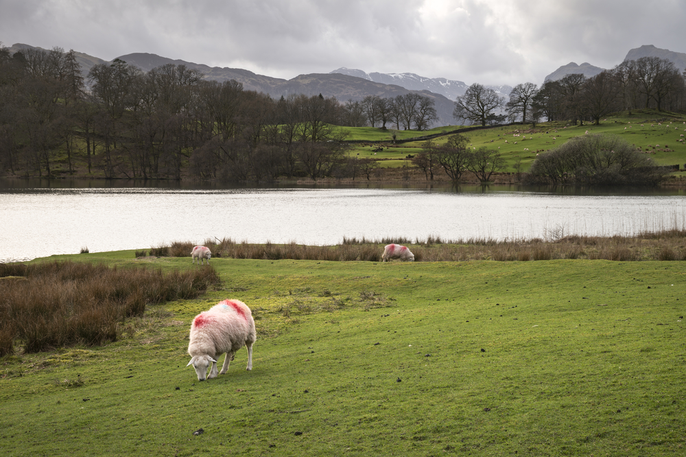 Beautiful landscape image of Loughrigg Tarn in UK Lake District during moody evening in Spring