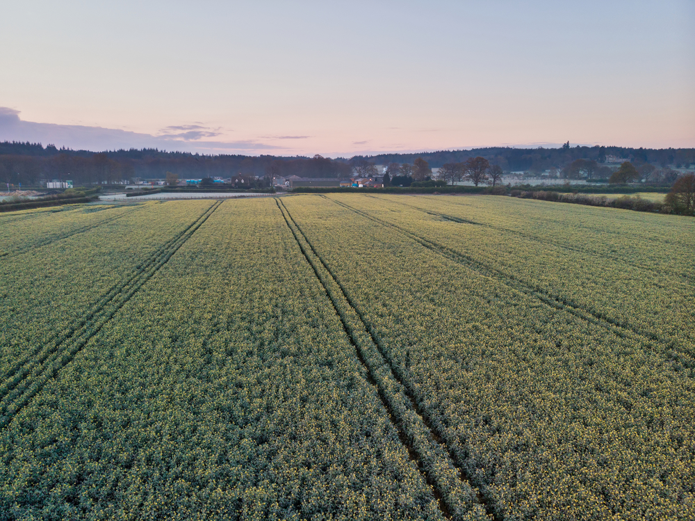 Beautiful drone aerial landscape image of Englsh countryside at sunrise in Spring over rapeseed canola fields