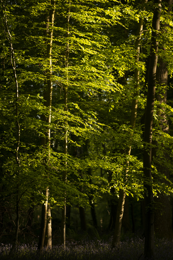 Stunning landscape image of forest of beech trees with dappled sunlight creating spotlights on the trees in the dense woodland