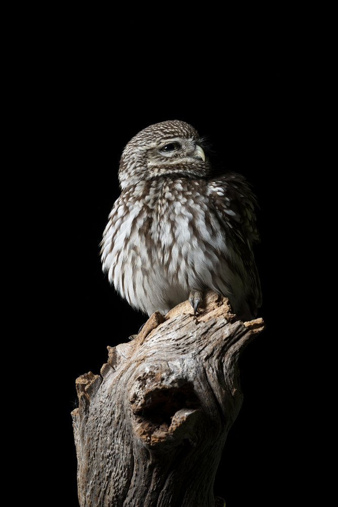 Beautiful portrait of Little Owl Athena Noctua in studio setting with black background and dramatic lighting
