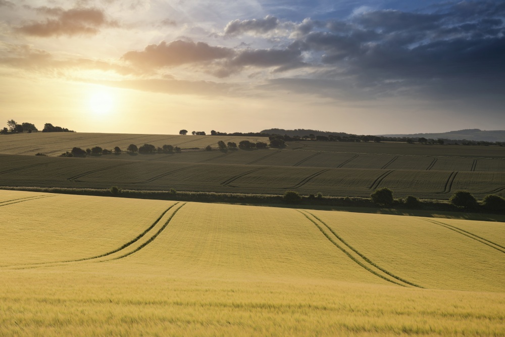 Beautiful Summer landscape of agricultural fields in English countryside during soft sunset light