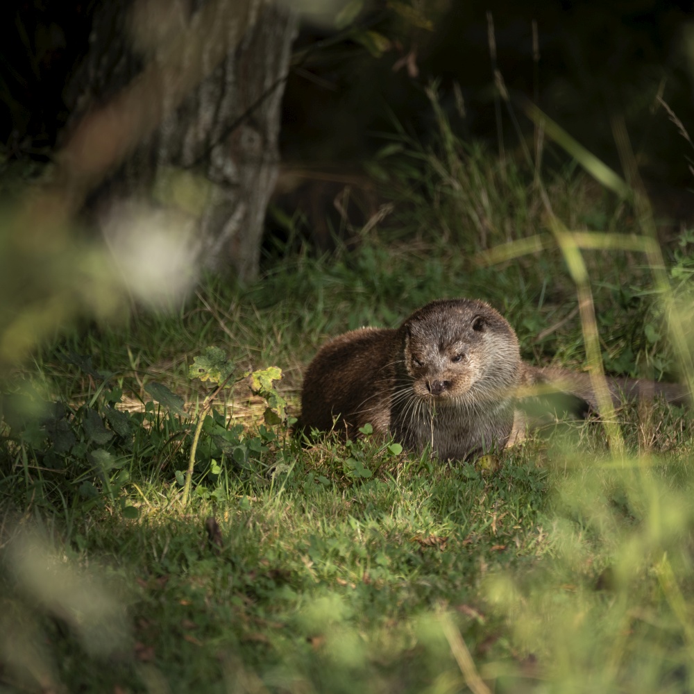 Beautiful close up portrait of Otter Mustelidae Lutrinae on riverbank in late Summer