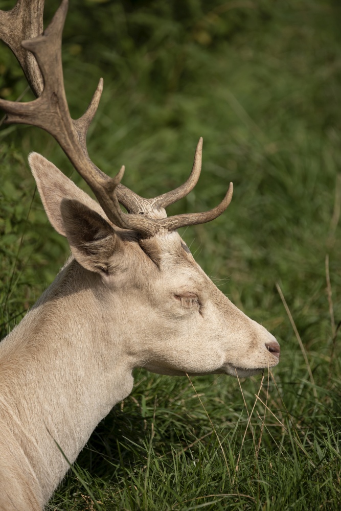 Stunning close up of male Fallow Deer stag Dama Dama in Summer sunlight