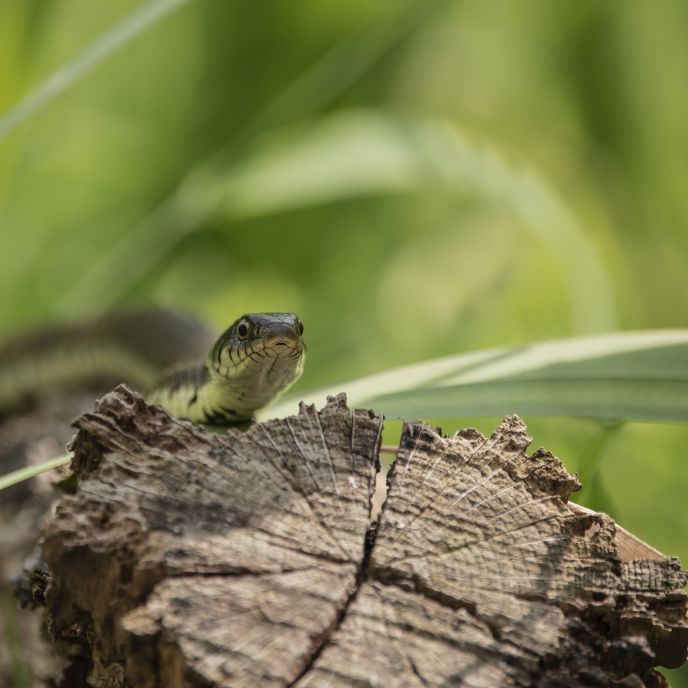 Close up portrait of Grass Snake Natrix Natrix in long grass in Summer garden