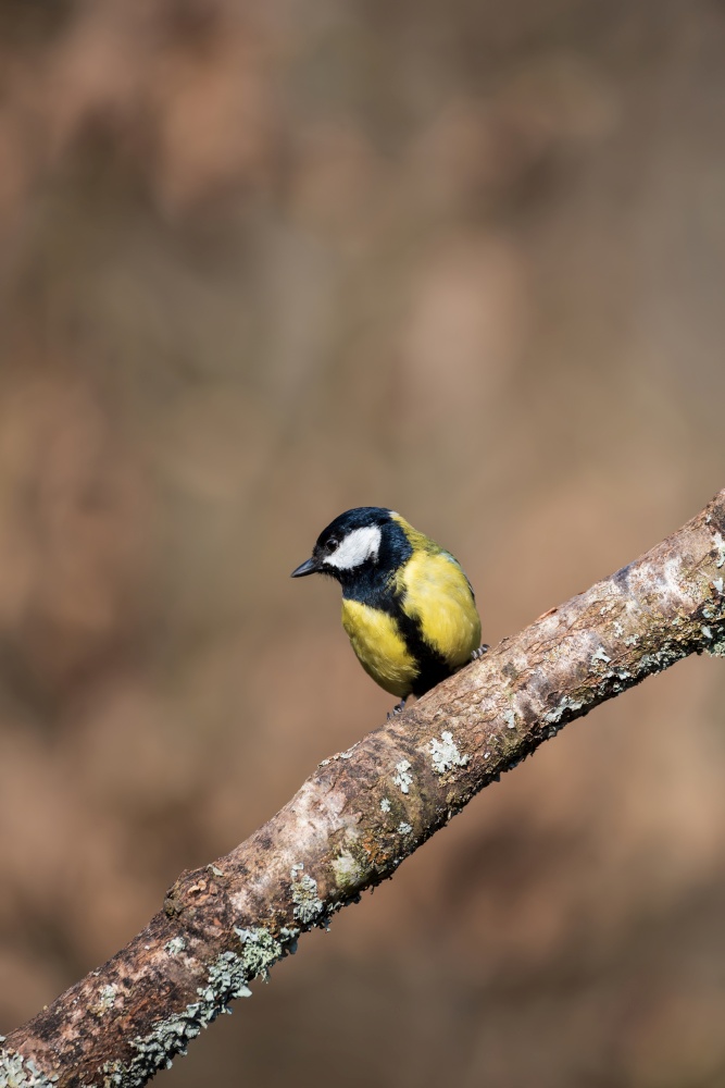 Beautiful Spring landscape image of Great Tit bird Parus Major in forest setting with colorful vibrant colors