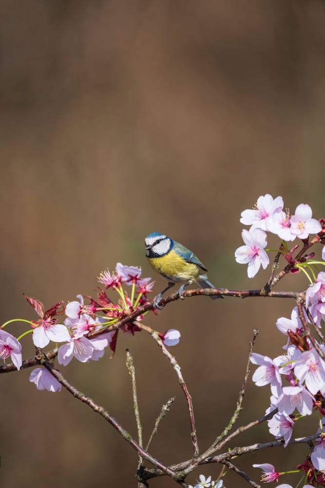Beautiful Spring image of Blue Tit Cyanistes Caerulueus bird on pink blossom tree in woodland landscape setting