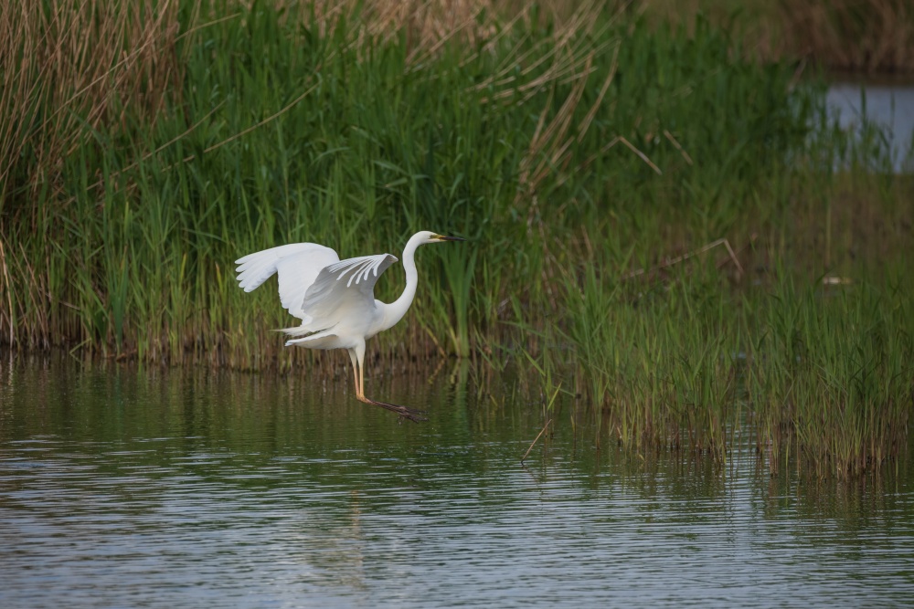 Lovely image of beautiful Great White Egret Ardea Alba in flight over wetlands during Spring sunshine