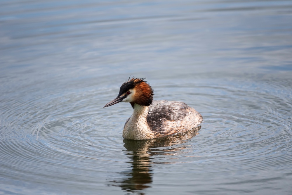 Beautiful portrait of colorful Great Crested Grebe Podiceps Cristatus on water in lake in Spring