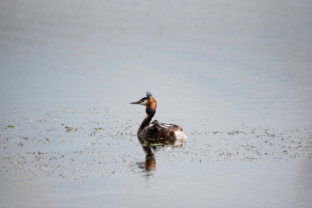 Beautiful image if Great Crested Grebe family with chicks on water of lake in Spring sunshine