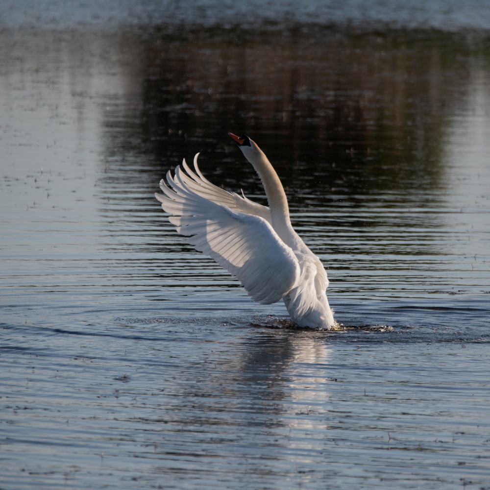 Beautiful Mute Swan Cygnus Olor on lake with wings spread open showing full detail and beauty of wings