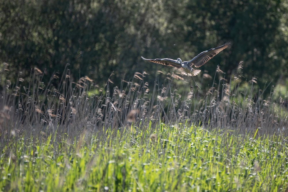 Beautiful image of Grey Heron Ardea Cinerea in flight over wetlands landscape in Spring