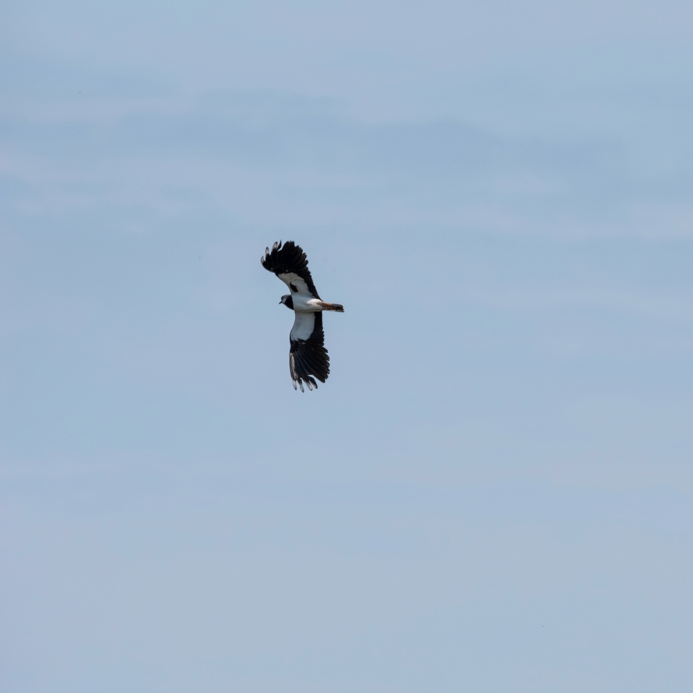 Lapwing Vanquis Vanellus bird in flight in clear blue sky in Spring