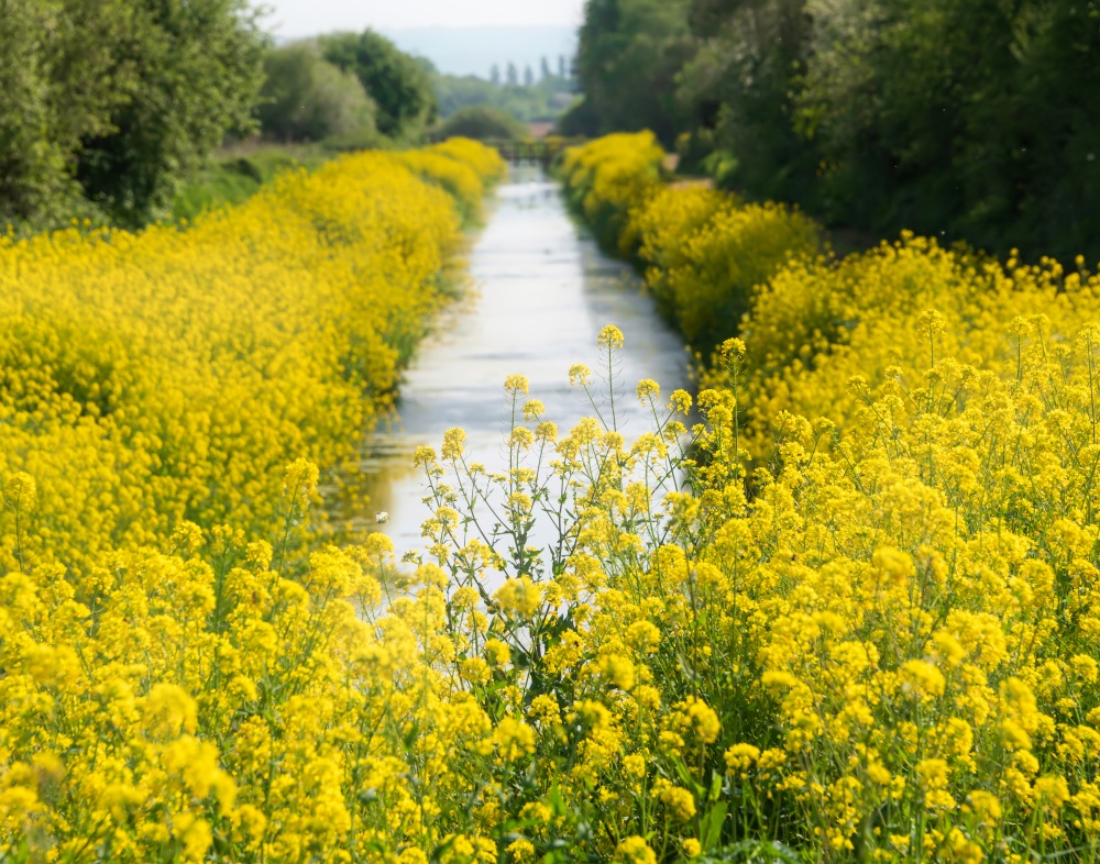 Beautiful Spring landscape with shallow depth of field techniqure of rapeseed canola along river bank in Spring at sunrise