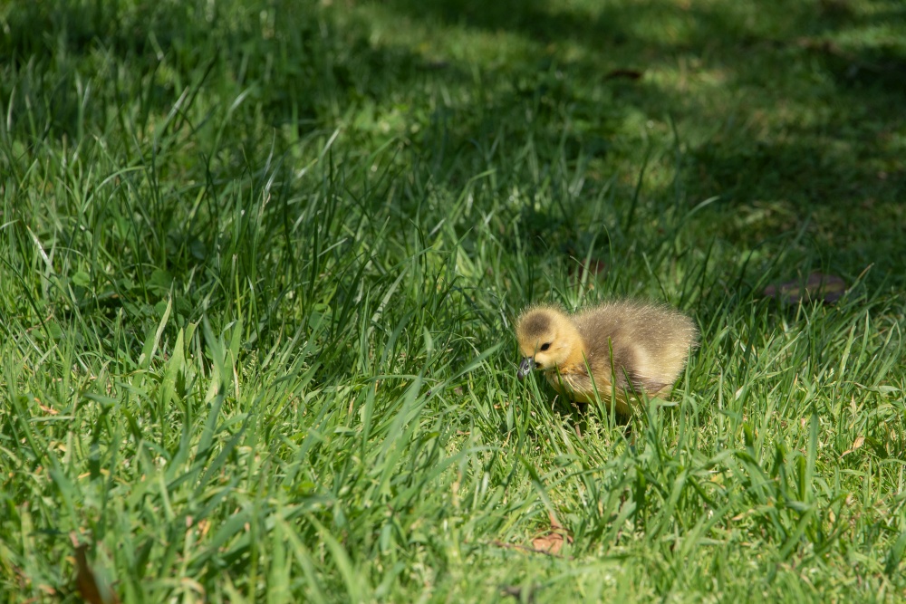 Cute Canada Goose Branta Canadensis young chick in bright Spring sunlight in lush grass