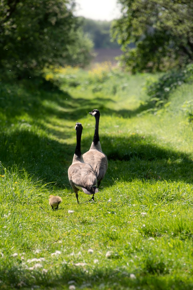 Cute Canada Goose Branta Canadensis family walking along brighit sunny riverbank in Spring