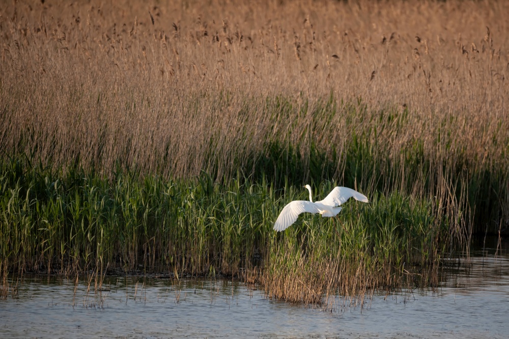 Lovely image of beautiful Great White Egret Ardea Alba in flight over wetlands during Spring sunshine