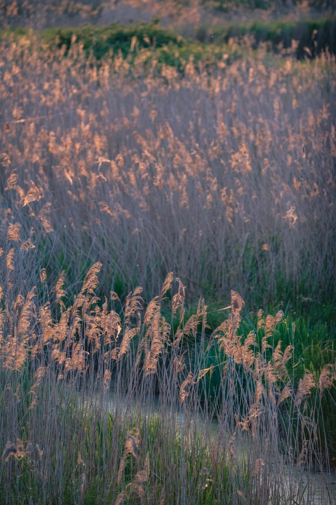 Beautiful Summer feel landscape of sunset over reed beds in Somerset Levels wetlands with pollen and insects in the air backlit agaisnt setting sun