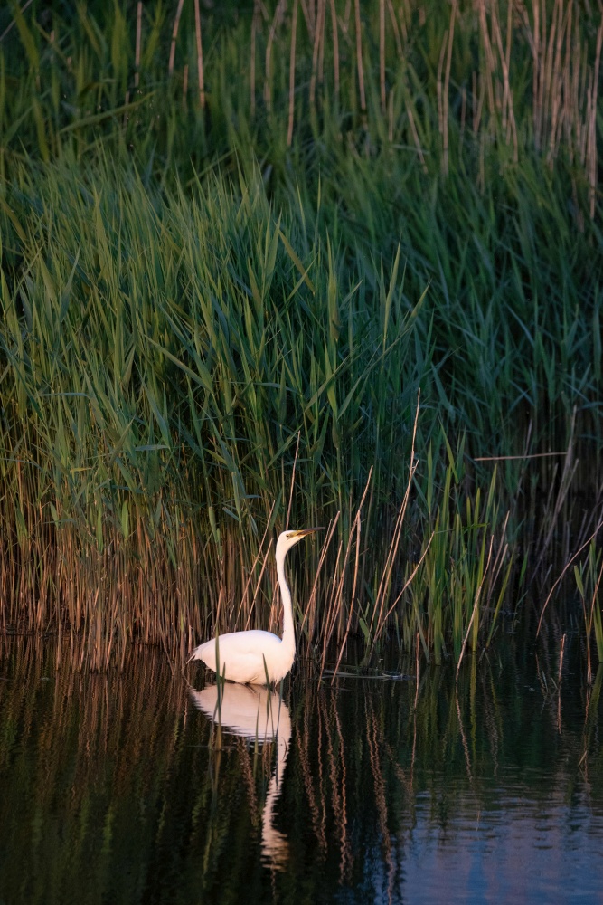 Beautiful Great White Egret Ardea Alba searching for food in wetlands reeds in Spring