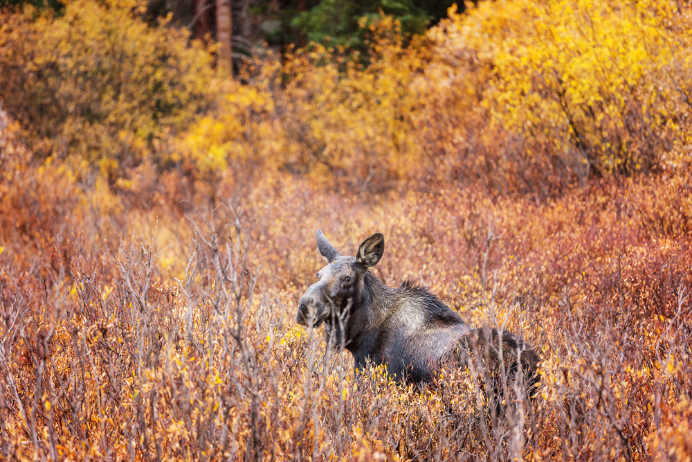 Moose in autumn forest