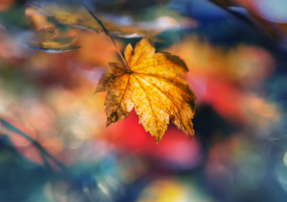Colorful yellow leaves in Autumn season. Close-up shot. Suitable for background image.