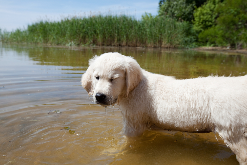 Golden retriever puppy outdoors on a sunny day.