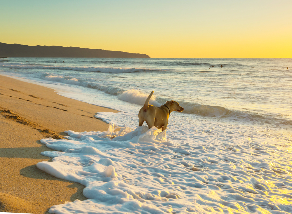 dog on beach in Hawaii island