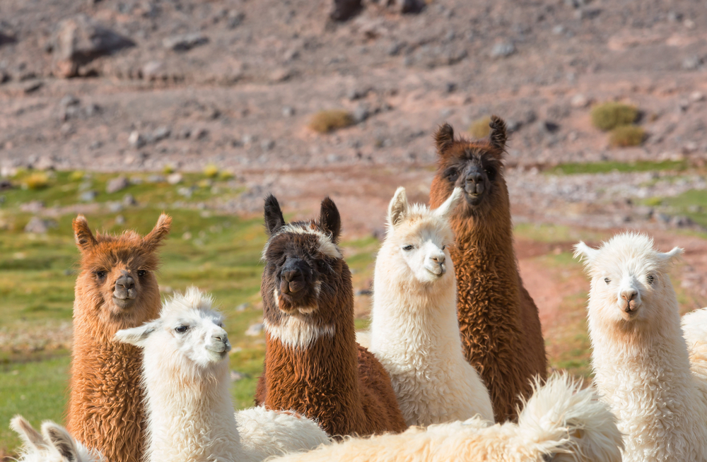 Llama in remote area of Argentina