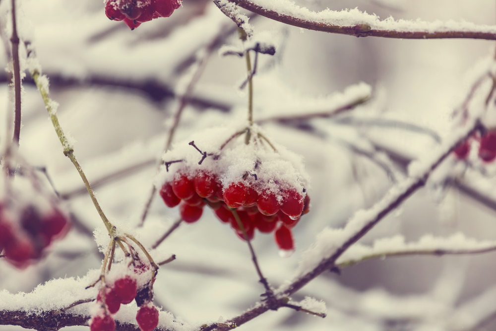 Red frozen berries viburnum in the winter season