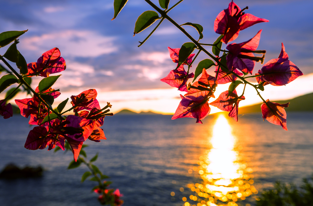 Fantastic tropical sunset in flowers garden