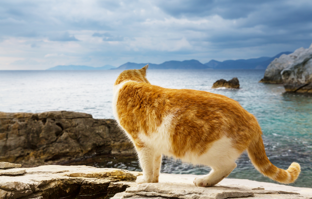 Cat on sea coast