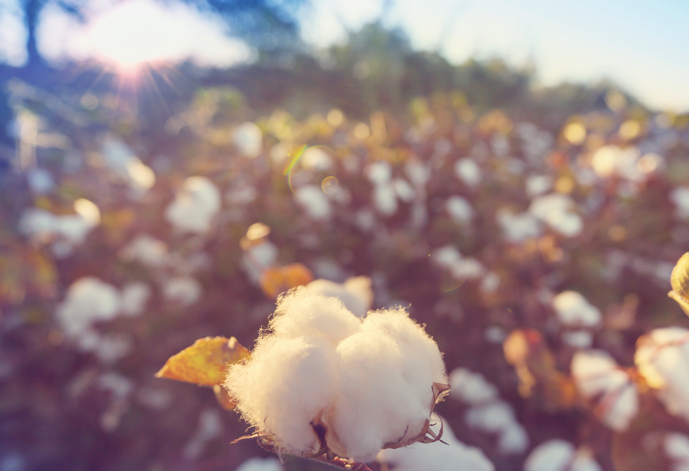 Cotton field at sunrise.