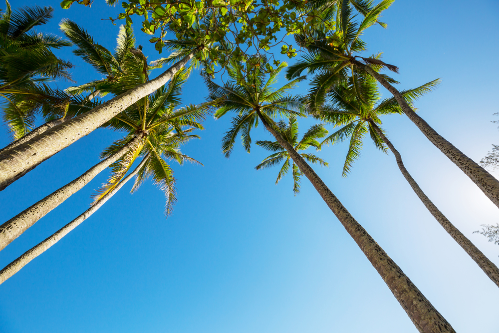 Palm on tropical beach
