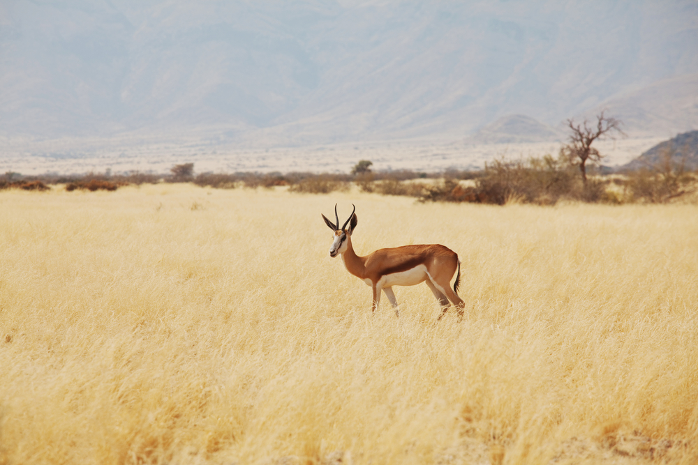 Springbuck in Etosha National Park, Namibia, Africa. Safari conceptual background.