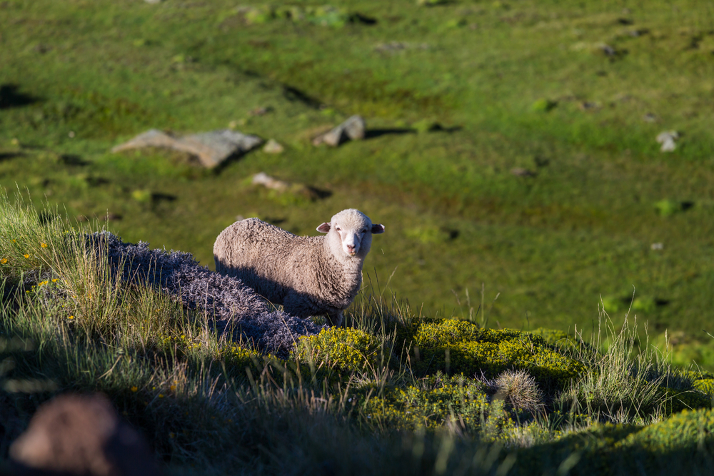 Sheep in green mountain meadow