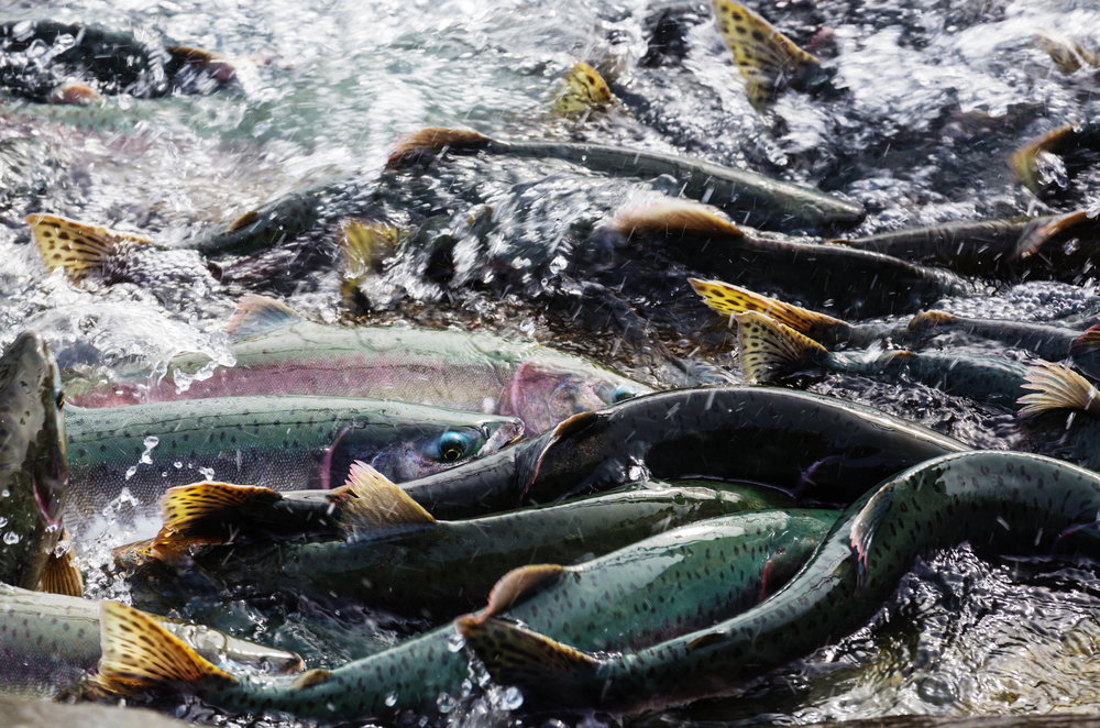 salmon spawning in Alaska river
