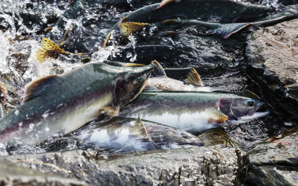 salmon spawning in Alaska river