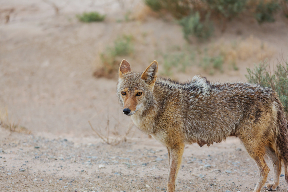 coyote closeup