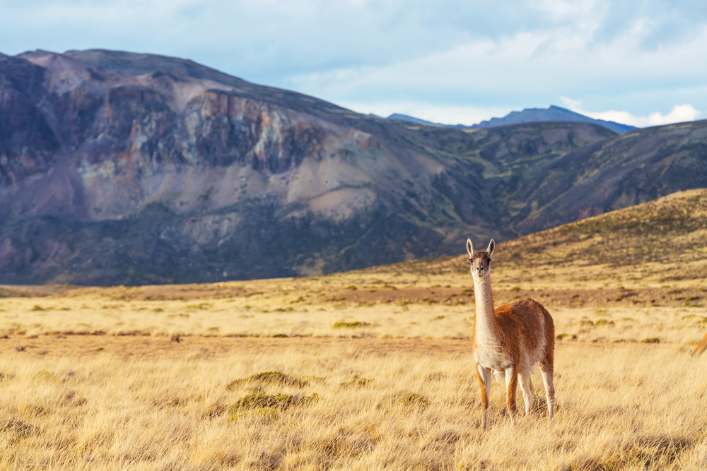 Guanaco (Lama Guanicoe) in Patagonia