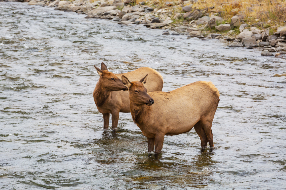 Two elks stands in the water in the boiling river in Yellowstone National Park