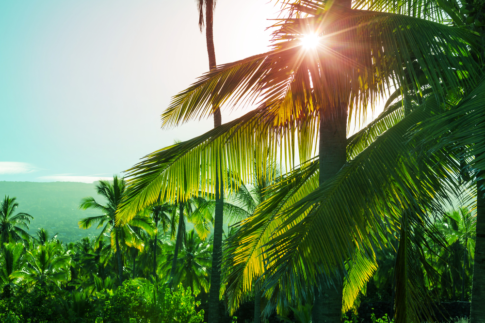 Green Palms on tropical beach